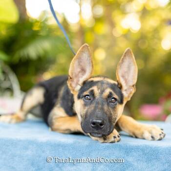 IPA -  Shepherd Dog for Adoption in Wake Forest, North Carolina - IPA | PetCurious