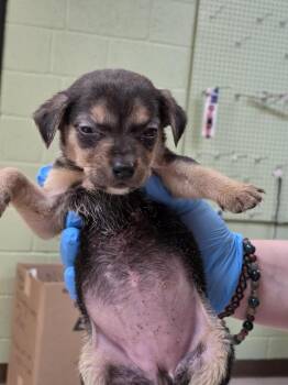Chihuahua and Dachshund Dogs Available for Adoption in Burnsville, North Carolina - Tequila | PetCurious