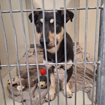 Max -  Shepherd and Cardigan Welsh Corgi Dog for Adoption in Flagstaff, Arizona - Max | PetCurious