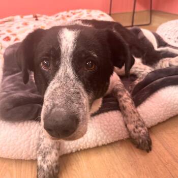 Confetti Sunset 14215 -  Border Collie Dog for Adoption in San Francisco, California - Confetti Sunset 14215 | PetCurious