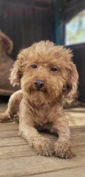 SOLA in RHODE ISLAND -  Goldendoodle and Miniature Poodle Dog for Adoption in West Warwick, Rhode Island - SOLA In RHODE ISLAND | PetCurious