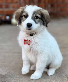Rescue Great Pyrenees Dogs for Adoption in Kiowa, Oklahoma - Bunny | PetCurious