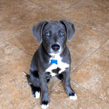 Magnus Bama -  Mixed Breed Dog Available for Adoption in Fort Lauderdale, Florida - Magnus Bama | PetCurious