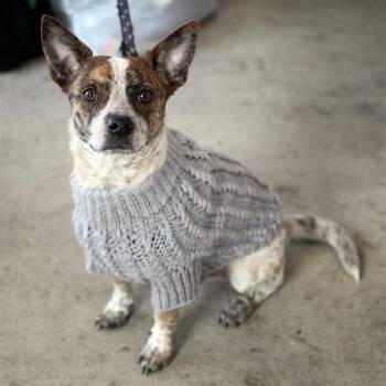 Rescue Jack Russell Terrier Dogs for Adoption in Fairfax, Virginia - Popeye | PetCurious