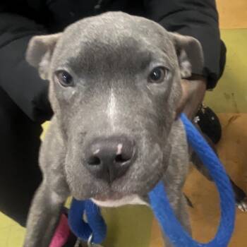 Pit Bull Terrier Dogs Available for Adoption - Ellie | PetCurious