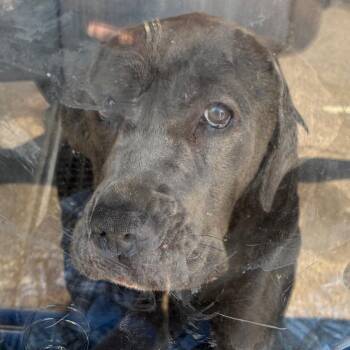 Misty -  Mixed Breed Dog for Adoption in Philadelphia, Pennsylvania - Misty | PetCurious