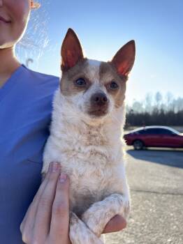 Chihuahua Dogs Available for Adoption - Athena | PetCurious