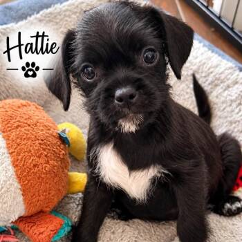 Hattie -  Terrier Dog for Adoption in Santa Fe, Texas - Hattie | PetCurious