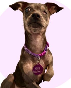 Rescue Chihuahua Dogs for Adoption in College Station, Texas - Bernice | PetCurious