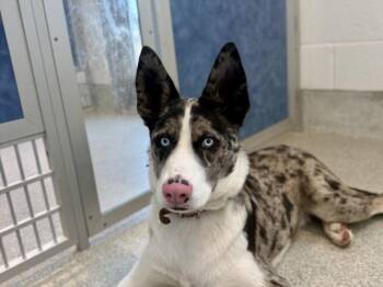 LS -  Catahoula Leopard Dog and Border Collie Dog for Adoption in Loveland, Colorado - LS | PetCurious