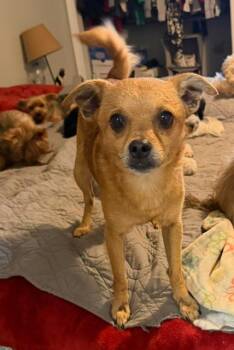 Chico aka Wally -  Chihuahua Dog for Adoption in Monticello, Minnesota - Chico Aka Wally | PetCurious