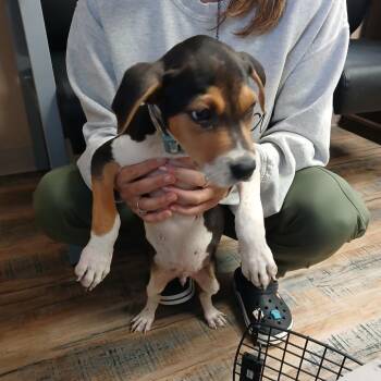Huck -  Beagle Dog for Adoption in Opelika, Alabama - Huck | PetCurious