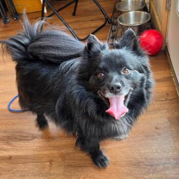 Pomeranian and Husky Dogs Available for Adoption - Lobo | PetCurious