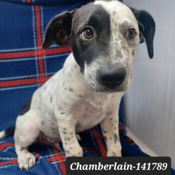 Chamberlain -  Pointer Dog for Adoption in New Tazewell, Tennessee - Chamberlain | PetCurious