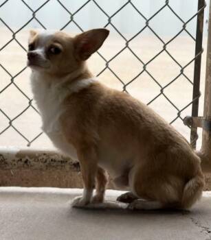 Chihuahua Dogs Available for Adoption - Chubby John | PetCurious