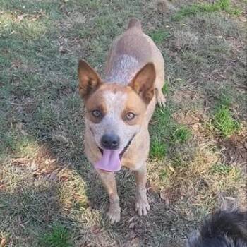 Cattle Dog Dogs Available for Adoption in Hackett, Arkansas - Sadie/Birdie | PetCurious