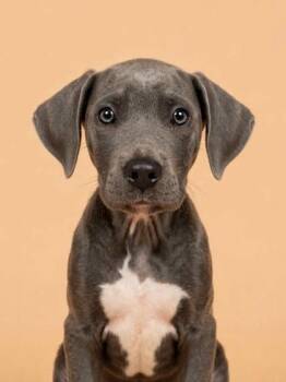 Mongo -  Terrier Dog for Adoption in Gulfport, Mississippi - Mongo | PetCurious