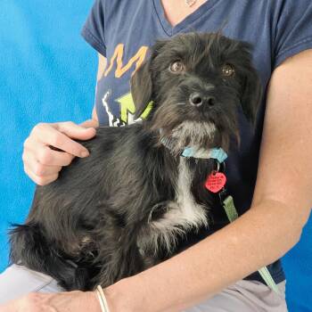 CAPER -  Dachshund and Terrier Dog for Adoption in Richmond, California - CAPER | PetCurious
