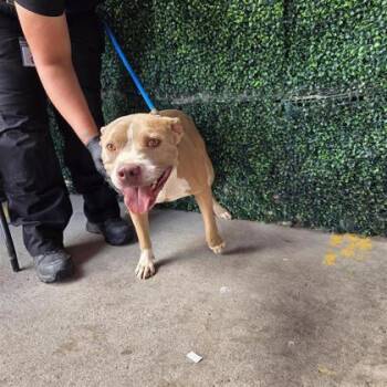 Chequis -  Pit Bull Terrier and Mixed Breed Dog for Adoption in El Paso, Texas - Chequis | PetCurious