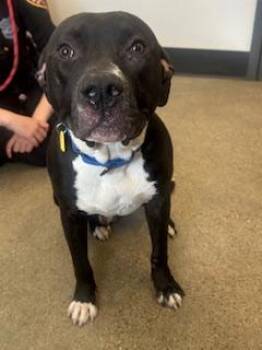 Pit Bull Terrier Dogs Available for Adoption in Cleveland, Ohio - Victor | PetCurious