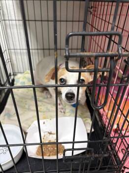 Emma -  Chihuahua Dog for Adoption in Fort Worth, Texas - Emma | PetCurious