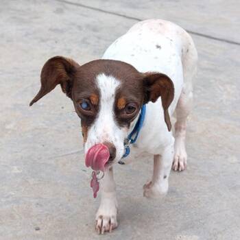 Gibby -  Chihuahua and Dachshund Dog for Adoption in Festus, Missouri - Gibby | PetCurious
