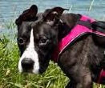 Mamba -  Pit Bull Terrier Dog for Adoption in Euclid, Ohio - Mamba | PetCurious