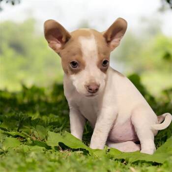 Chihuahua Dogs Available for Adoption - Marcia  | PetCurious