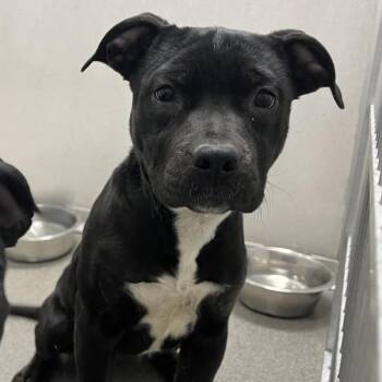 Terrier Dogs Available for Adoption - Rover | PetCurious