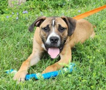 Rescue Boxer Dogs for Adoption in Marion, Indiana - Rocco | PetCurious