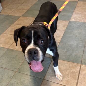 Rescue Mixed Breed Dogs for Adoption in Chattanooga, Tennessee - Rolly Pollie | PetCurious