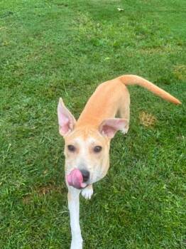 Sanja -  Mixed Breed Dog for Adoption in Taycheedah, Wisconsin - Sanja | PetCurious