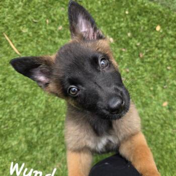 Wynd DD -  Belgian Shepherd Malinois and German Shepherd Dog Dog for Adoption in Austin, Texas - Wynd DD | PetCurious