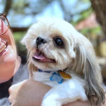 Theodor -  Shih Tzu Dog for Adoption in Boerne, Texas - Theodor | PetCurious
