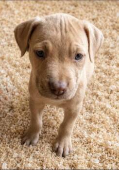Boxer and Labrador Retriever Dogs Available for Adoption in Batesville, Arkansas - Juniper | PetCurious