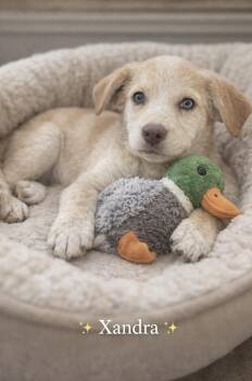 Foxhound Dogs Available for Adoption - Xandra  | PetCurious