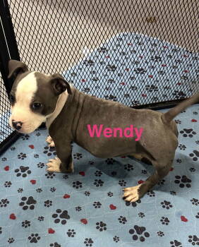 Rescue Pit Bull Terrier Dogs for Adoption in Union Beach, New Jersey - Wendy | PetCurious
