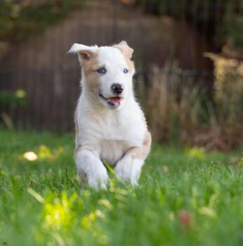 Betsy -  Smooth Collie and Australian Shepherd Dog for Adoption in New Washoe City, Nevada - Betsy | PetCurious