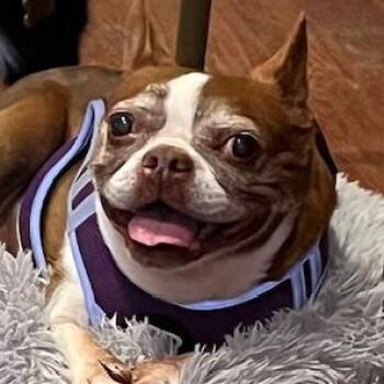 Boston Terrier Dogs Available for Adoption in Egg Harbor City, New Jersey - Lily  | PetCurious