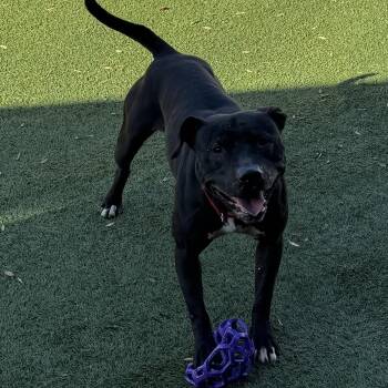 Rescue American Staffordshire Terrier Dogs for Adoption in Clifton, New Jersey - Meet LOLA - Maybe The Best Dog Ever At FETCH! Young, Friendly Gi | PetCurious