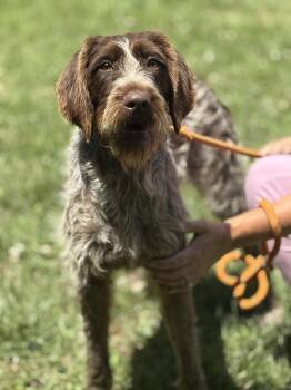 Hannah -  German Wirehaired Pointer Dog for Adoption in Meherrin, Virginia - Hannah | PetCurious