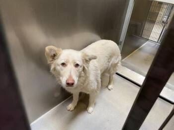 Husky and Mixed Breed Dogs Available for Adoption - SADY | PetCurious
