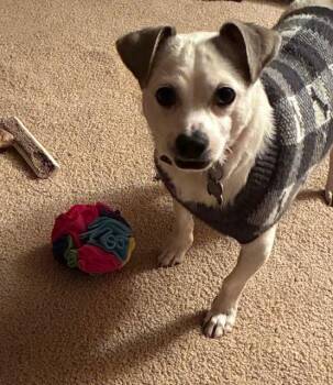 Rat Terrier and Lhasa Apso Dogs Available for Adoption - Bernie | PetCurious