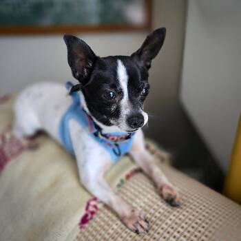 Robin (VA) -  Rat Terrier Dog for Adoption in Atlanta, Georgia - Robin (VA) | PetCurious
