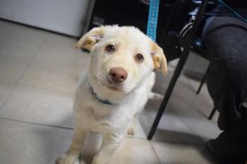 Husky and Mixed Breed Dogs Available for Adoption in Pahrump, Nevada - Bea (L573 P4) | PetCurious