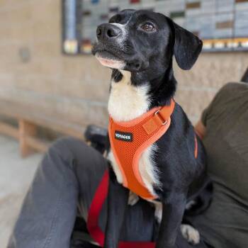 Springer -  Beagle Dog for Adoption in Wappingers Falls, New York - Springer | PetCurious