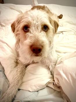 Mixed Breed and Poodle Dogs Available for Adoption in Salt Lake City, Utah - Leonidio | PetCurious