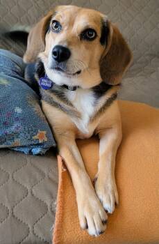 Rescue Beagle Dogs for Adoption in Williamsburg, Virginia - Squiggy | PetCurious
