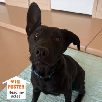 Labrador Retriever Dogs Available for Adoption in Kanab, Utah - Arcadia | PetCurious