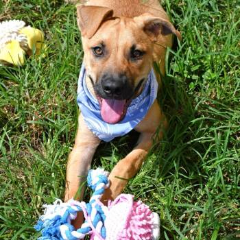 Hayride -  Labrador Retriever Dog for Adoption in Beaumont, Texas - Hayride | PetCurious